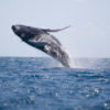 Il Giappone riprenderà ad uccidere le balene