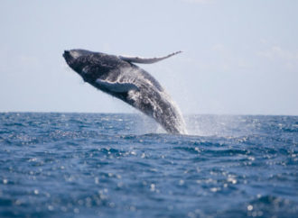 Il Giappone riprenderà ad uccidere le balene
