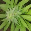Antigone: legalizziamo la cannabis