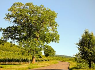 La salvaguardia degli alberi in Italia