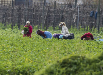 1 impresa agricola su 4 è guidata da donne