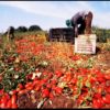 La Puglia ferma il lavoro nei campi nelle ore calde