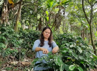 Programma CafèyCaffè per produttori Honduras