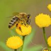 Per un Vesuvio sostenibile per le api